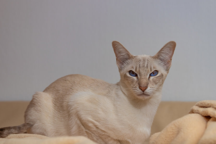 Traditionelle Siamkatze chocolate-point SIAb, unsere Ginger