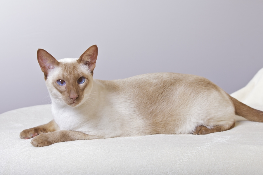 Siamese cinnamon-point, SIAo