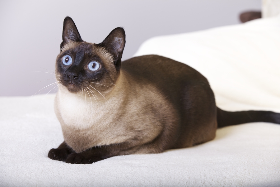 Siamese seal-point, SIAn)