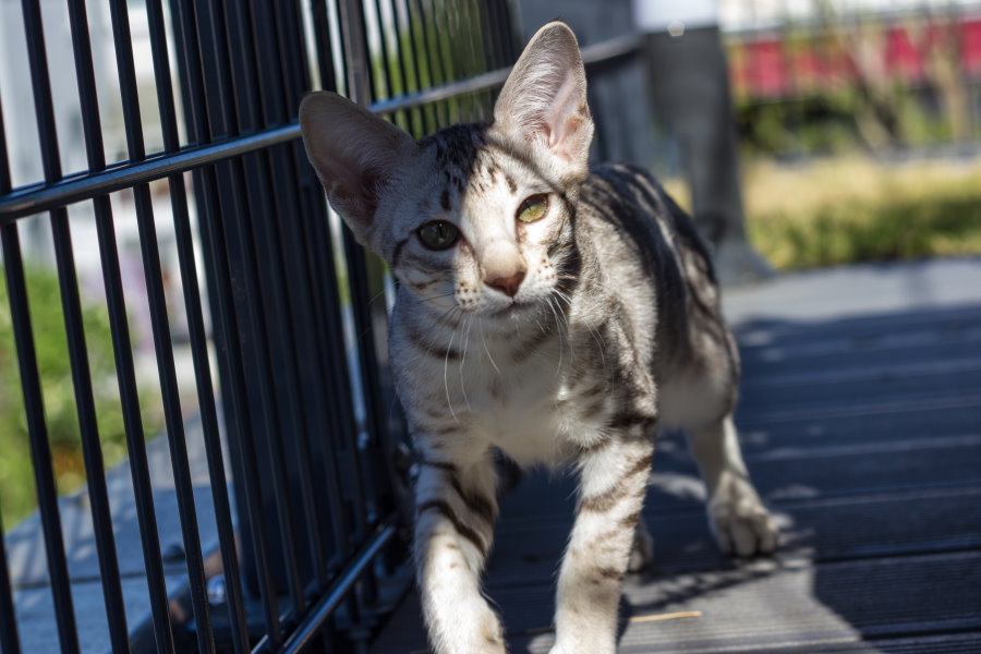 Orientalisch Kurzhaar Katze chocolate silver tabby spotted OSHbs24, unsere Spotty