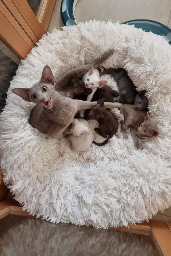 Orientalisch Kurzhaar Katzenkinder