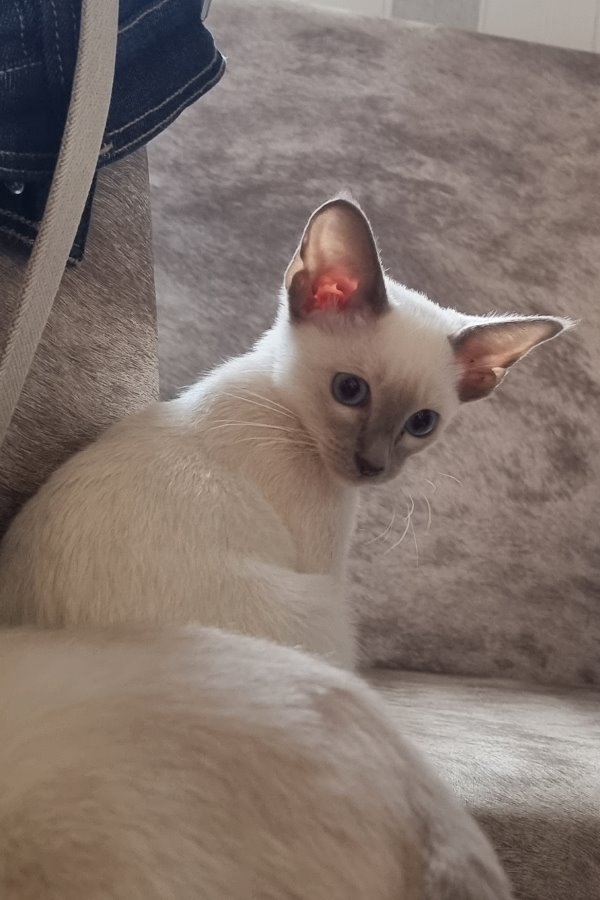 Orientalisch Kurzhaar Katzenkinder