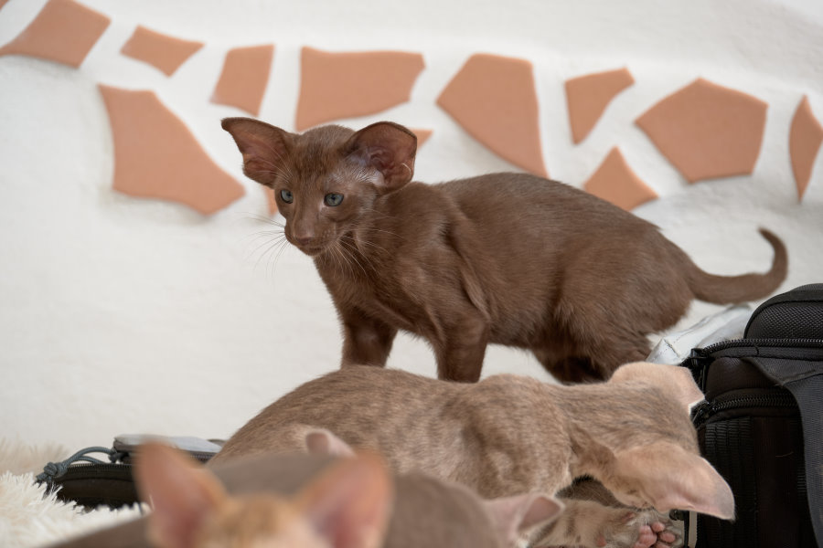 Orientalisch Kurzhaar Katzenkinder