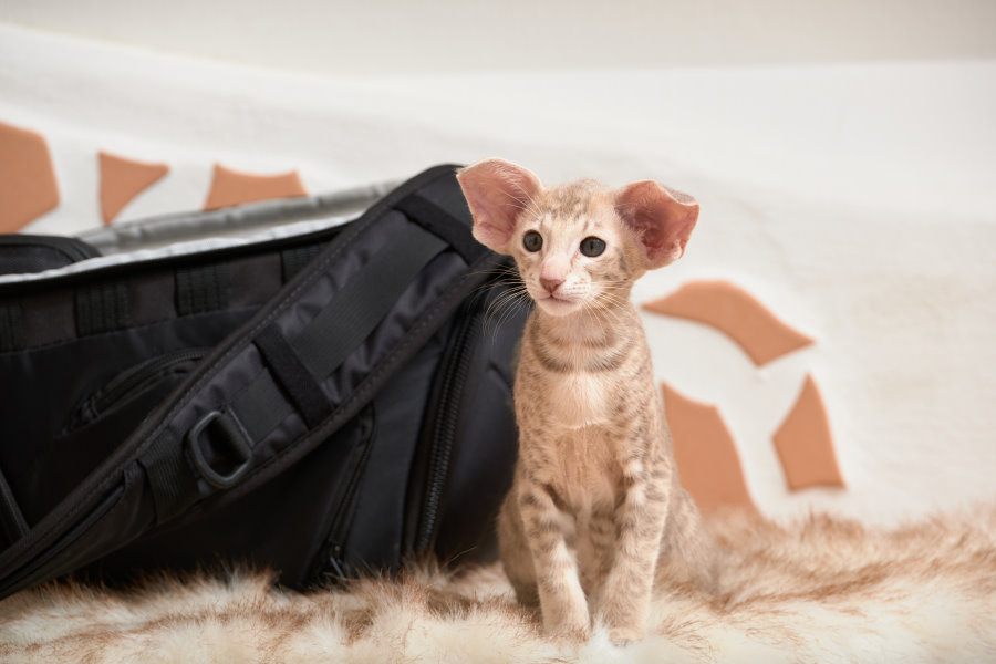 Orientalisch Kurzhaar Katzenkinder