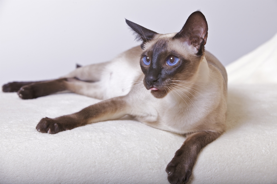 Siamese seal-point, SIAn)